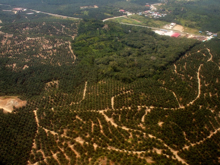 Borneo oil palm aerial view