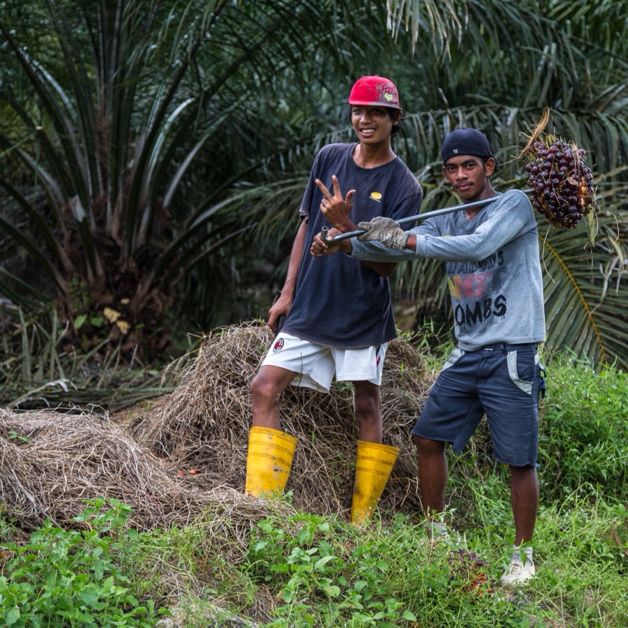 Oil palm plantation, Borneo