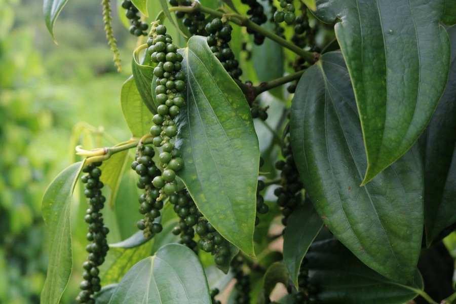 Sarawak pepper — Borneo produce